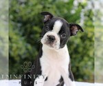 Small Boston Terrier