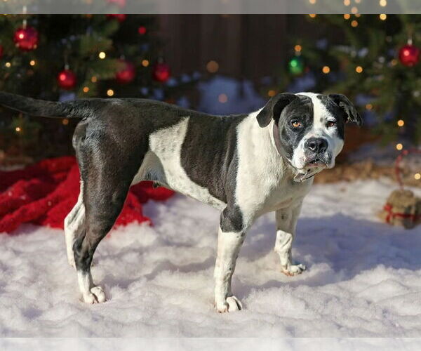 Medium Photo #8 Mutt Puppy For Sale in Talladega, AL, USA