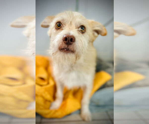 Medium Photo #3 Mutt Puppy For Sale in Pacolet, SC, USA