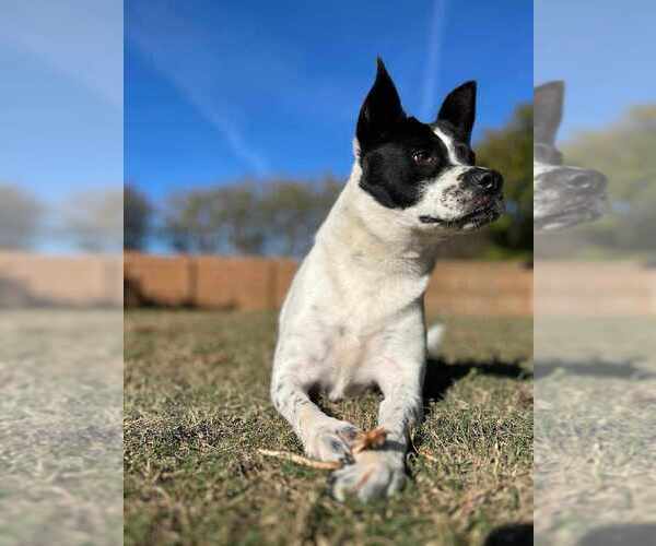Medium Photo #2 Border Collie-Unknown Mix Puppy For Sale in Raleigh, NC, USA