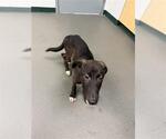 Small Labrador Retriever