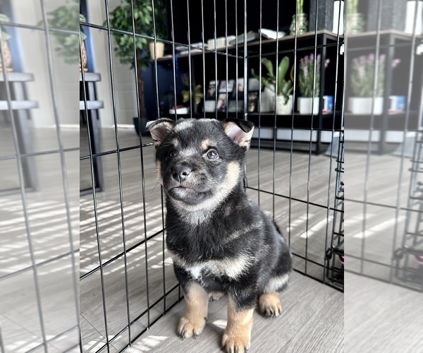 Full screen Photo #7 Shiba Inu Puppy For Sale in DENVER, CO, USA