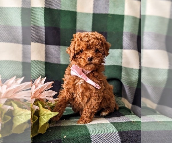 Medium Photo #3 Cavapoo Puppy For Sale in NOTTINGHAM, PA, USA