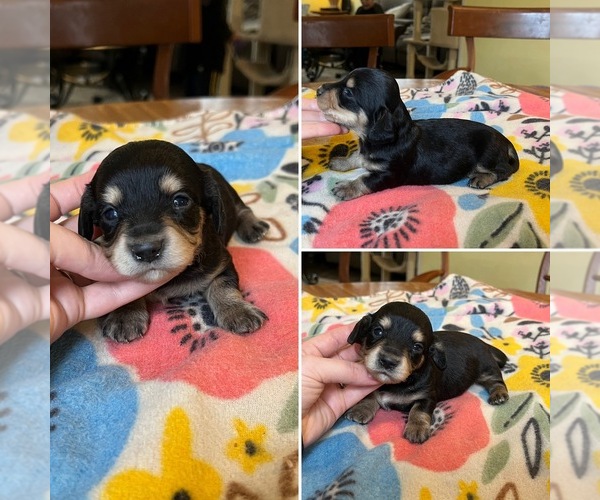 Medium Photo #3 Dachshund Puppy For Sale in BELDING, MI, USA