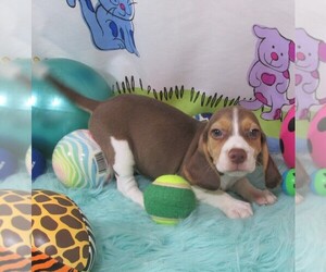 Beagle Puppy for sale in RATTAN, OK, USA