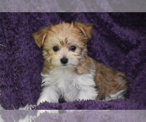 Yo-Chon Puppy for sale in ELDORADO, OH, USA