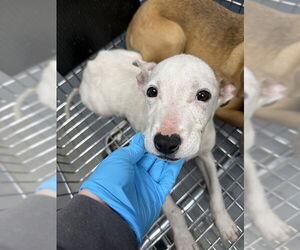 Labrador Retriever-Unknown Mix Dogs for adoption in Tallahassee, FL, USA