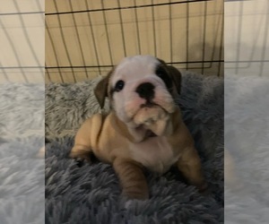 English Bulldog Puppy for sale in MANSFIELD, TX, USA