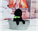 Small Photo #15 Labradoodle Puppy For Sale in LAKE PARK, GA, USA