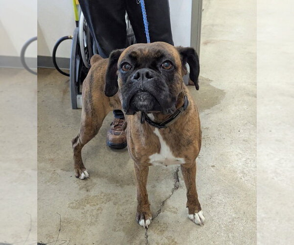 Medium Photo #1 Boxer-Unknown Mix Puppy For Sale in La Porte, IN, USA