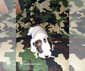 Boston Terrier Puppy for sale in WARSAW, OH, USA