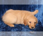 Small Photo #1 Golden Retriever Puppy For Sale in BLOOMINGTON, IN, USA