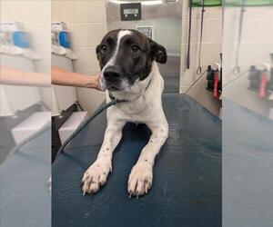 Border Collie-Unknown Mix Dogs for adoption in Mobile, AL, USA