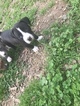 Small Photo #37 American Pit Bull Terrier Puppy For Sale in GRIFFIN, GA, USA