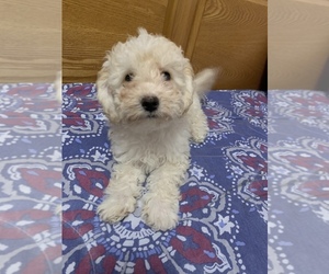 Poodle (Miniature) Puppy for sale in TOPPENISH, WA, USA