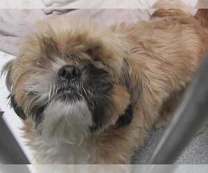 Shih Tzu Dogs for adoption in Orange, CA, USA