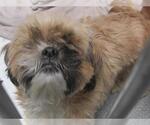 Small Shih Tzu