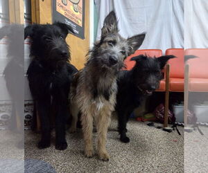 Mutt Dogs for adoption in Martinsburg, WV, USA