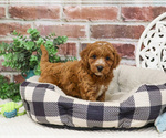Small #3 Cavapoo (Miniature)