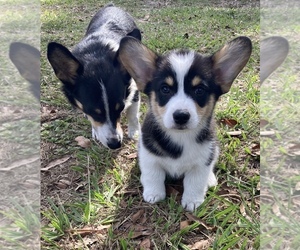 Pembroke Welsh Corgi Puppy for sale in BRANDON, FL, USA