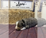 Small Photo #5 Miniature American Shepherd Puppy For Sale in EVANS, CO, USA