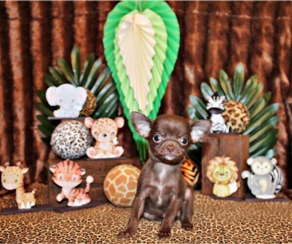 Medium Photo #2 Chihuahua Puppy For Sale in CHARLESTON, AR, USA