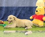 Small #3 Catahoula Leopard Dog