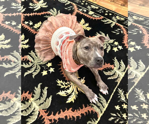 Medium Photo #4 Mutt Puppy For Sale in Rockville, MD, USA