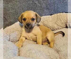 Chiweenie Dogs for adoption in Los Angeles, CA, USA