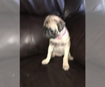 Small Photo #11 Pug Puppy For Sale in ALBUQUERQUE, NM, USA