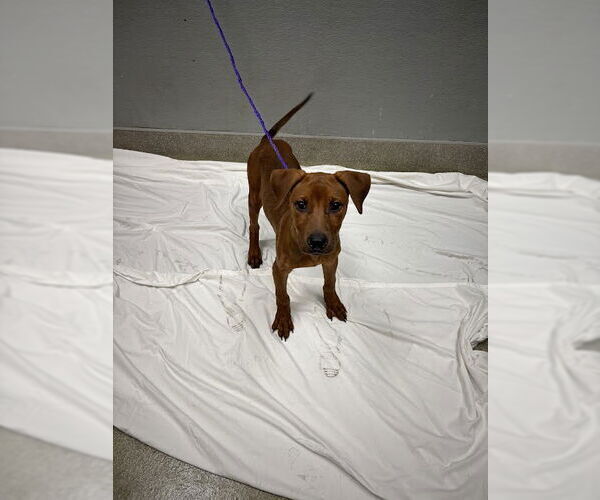 Medium Photo #1 American Pit Bull Terrier-Unknown Mix Puppy For Sale in Las Vegas, NV, USA