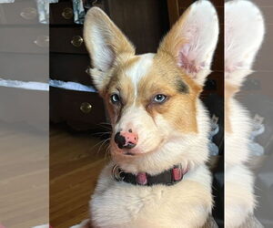 Pembroke Welsh Corgi Dogs for adoption in Wheaton, IL, USA