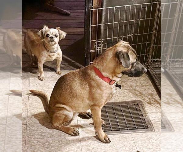 Medium Photo #8 Mutt Puppy For Sale in Rootstown, OH, USA