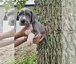 Small #3 Great Dane