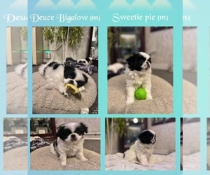 Japanese Chin Puppy for sale in VERNON ROCKVILLE, CT, USA