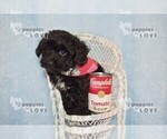Small Photo #8 YorkiePoo Puppy For Sale in SANGER, TX, USA