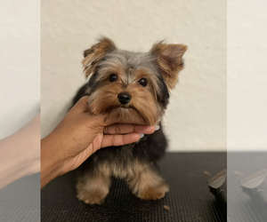 Yorkshire Terrier Puppy for sale in MULBERRY, FL, USA