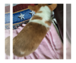 Small Photo #8 Pembroke Welsh Corgi Puppy For Sale in ARROYO GRANDE, CA, USA