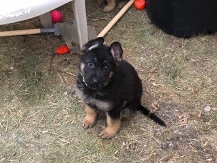 German Shepherd Dog Puppy for sale in FARGO, ND, USA