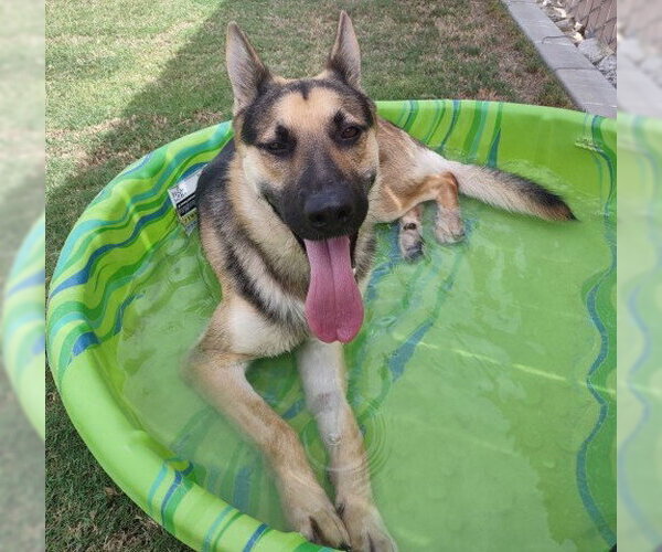 Medium Photo #3 German Shepherd Dog-Unknown Mix Puppy For Sale in Redlands, CA, USA
