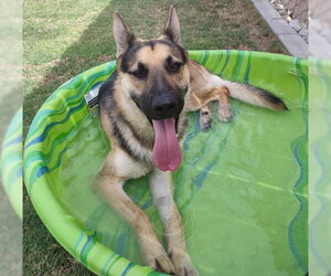 PATRIOT - Male German Shepherd Dog-Unknown Mix Dog for Adoption - Photo #3
