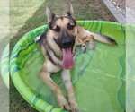 Small #2 German Shepherd Dog Mix