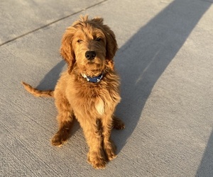 Goldendoodle Puppy for sale in LAWRENCEVILLE, GA, USA