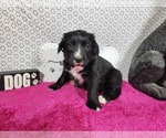 Small #7 Golden Mountain Dog