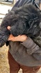 Small Photo #3 Newfoundland Puppy For Sale in BLISS, NY, USA