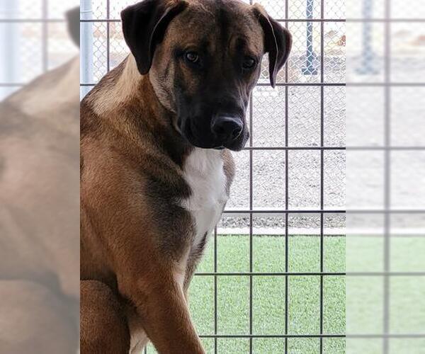 Medium Photo #1 Black Mouth Cur-Unknown Mix Puppy For Sale in Lathrop, CA, USA