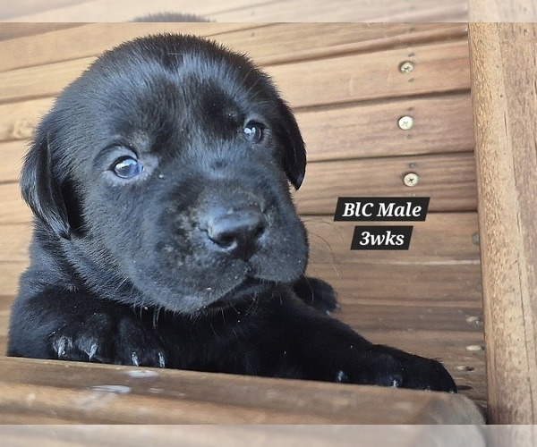 Medium Photo #3 Labrador Retriever Puppy For Sale in EDGEWOOD, TX, USA