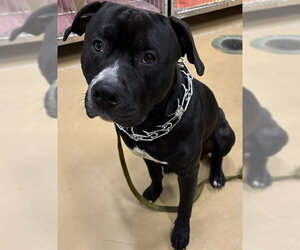 Mutt Dogs for adoption in Minneapolis, MN, USA