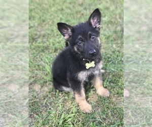 German Shepherd Dog Puppy for sale in ROCKFORD, MI, USA