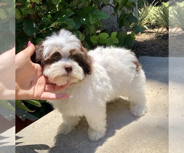 Medium Photo #10 Havanese Puppy For Sale in HOUSTON, TX, USA